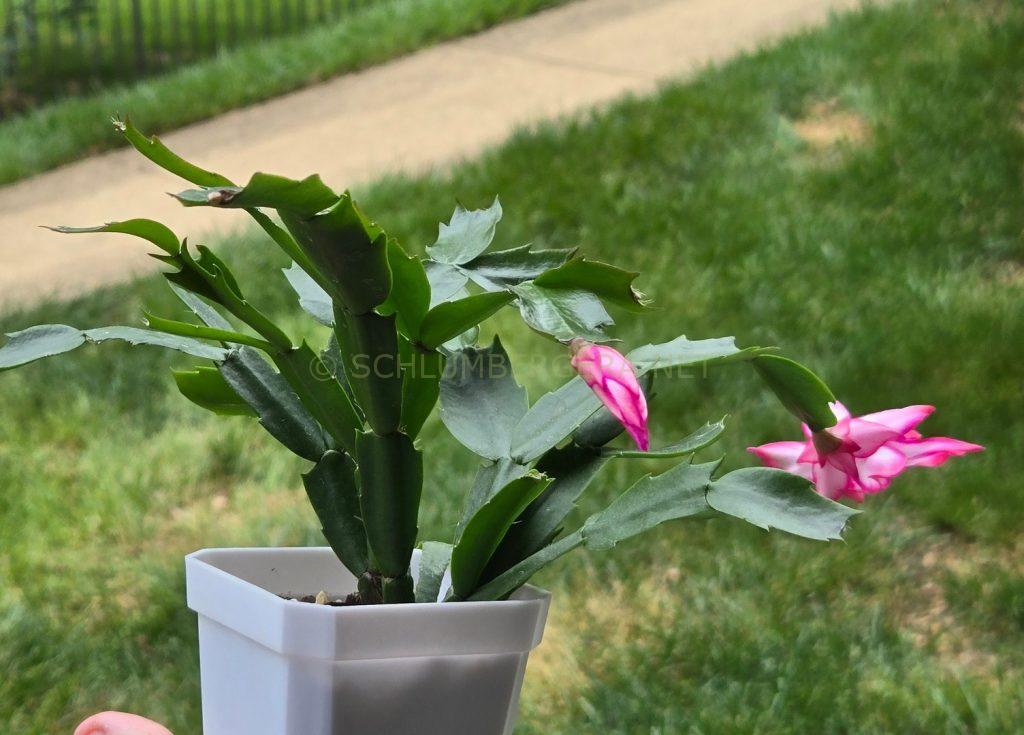Schlumbergera 'Betty Jane'
