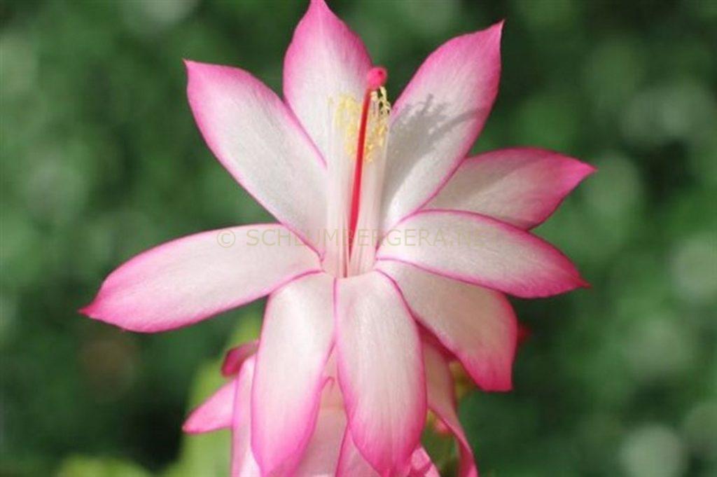 Schlumbergera 'Bologna'