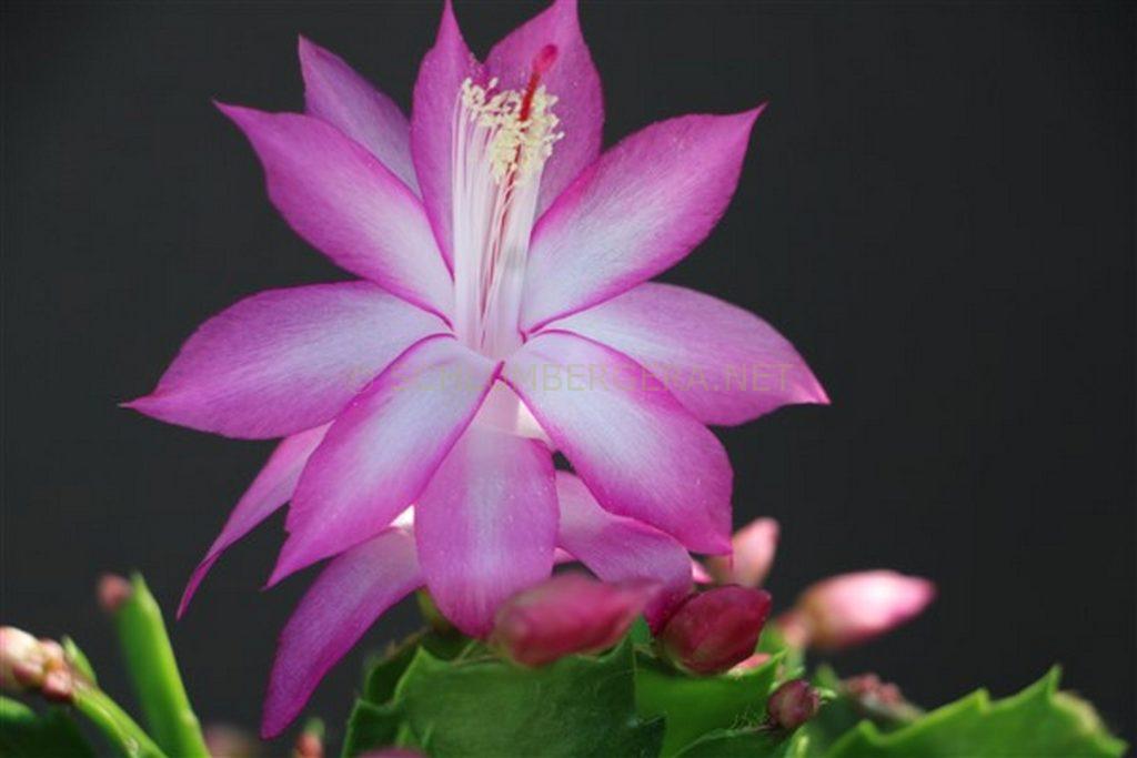 Schlumbergera 'Bologna'