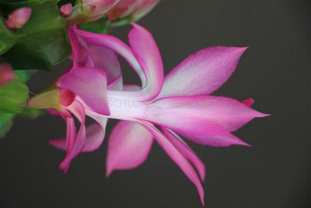 Schlumbergera 'Bologna'