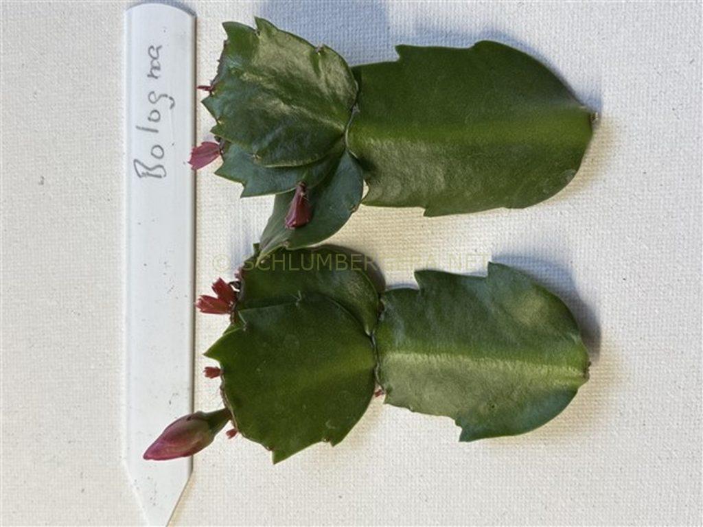 Schlumbergera 'Bologna'