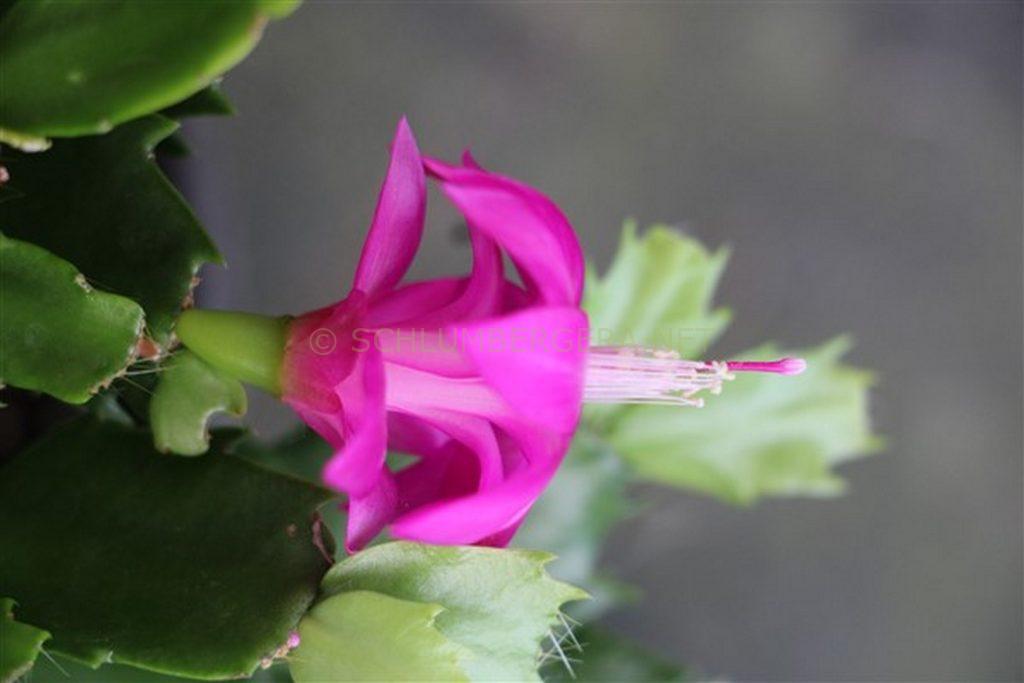 Schlumbergera 'Fabulous Lover II'
