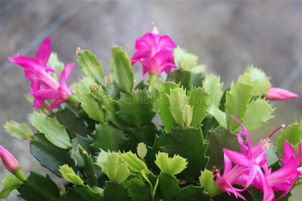 Schlumbergera 'Fabulous Lover II'