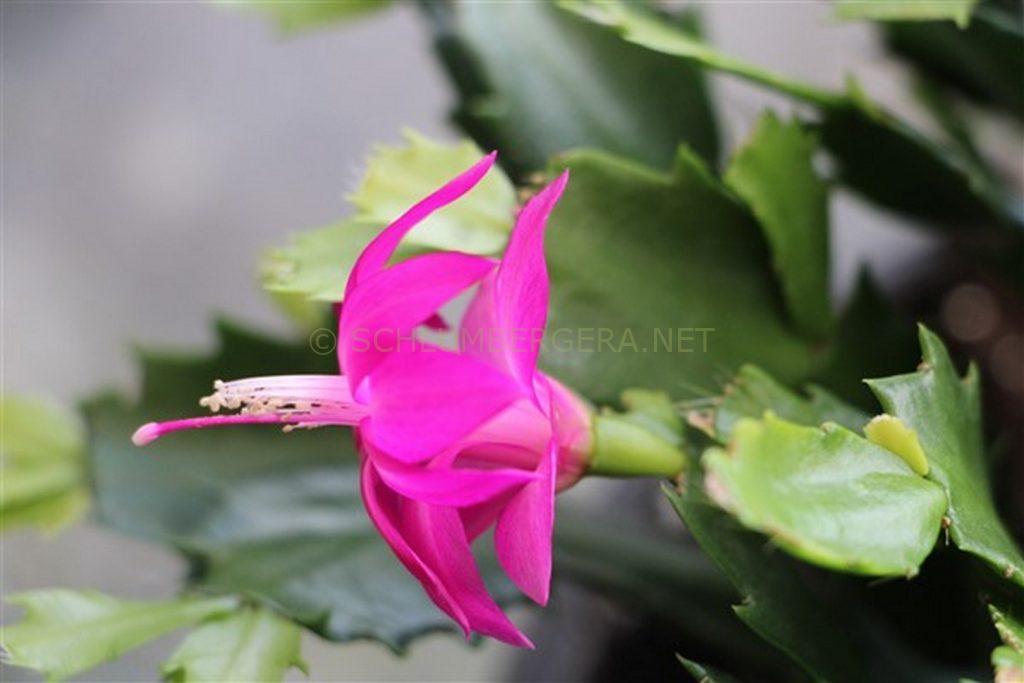 Schlumbergera 'Fabulous Lover II'