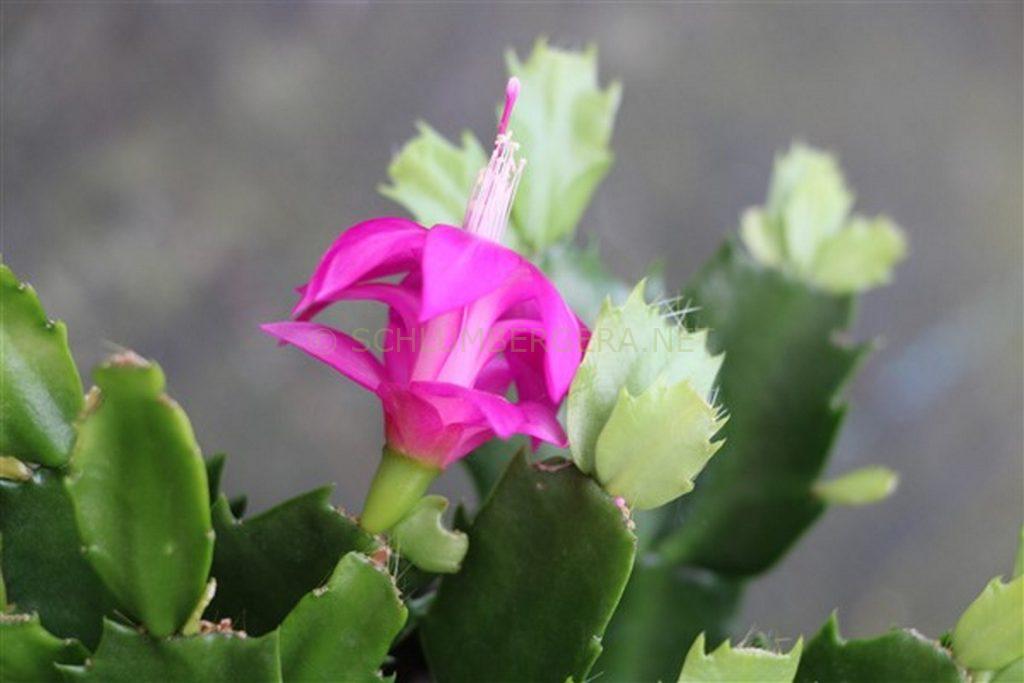 Schlumbergera 'Fabulous Lover II'