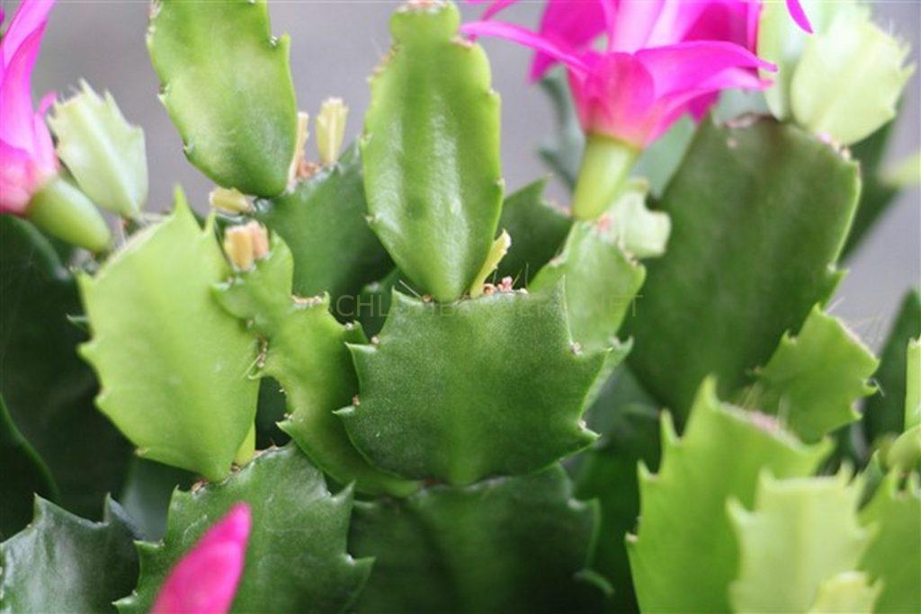 Schlumbergera 'Fabulous Lover II'