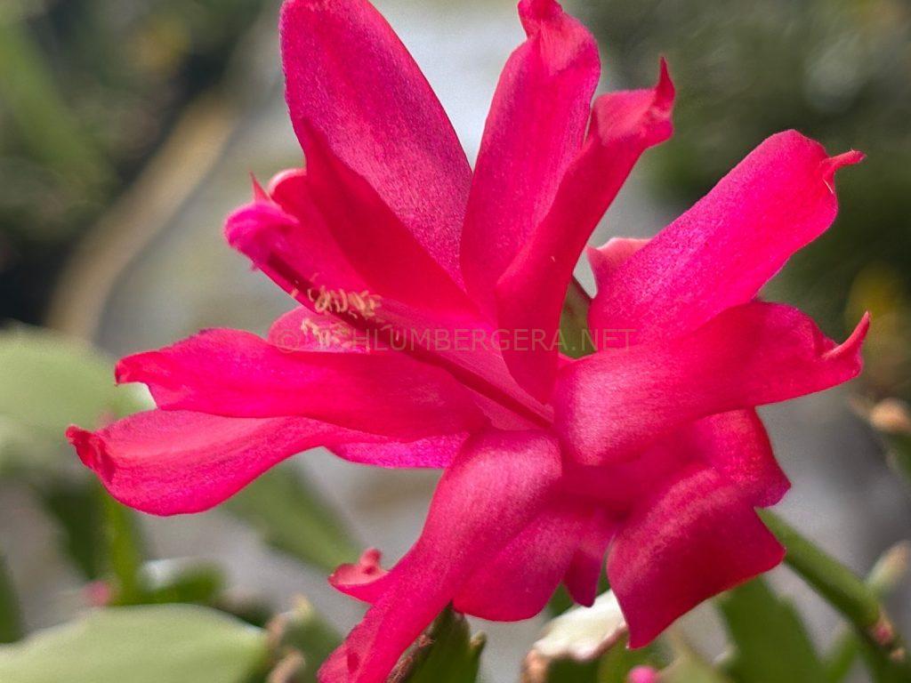 Schlumbergera 'Il Padre'