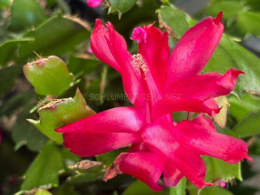 Schlumbergera 'Il Padre'