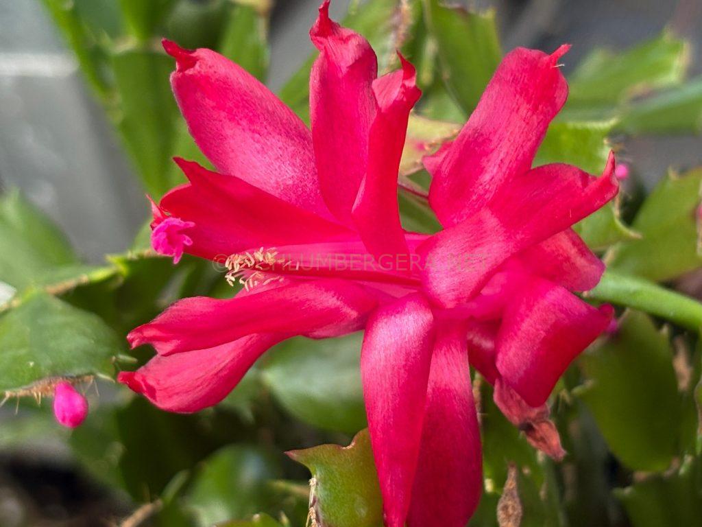 Schlumbergera 'Il Padre'