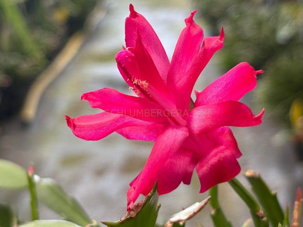 Schlumbergera 'Il Padre'