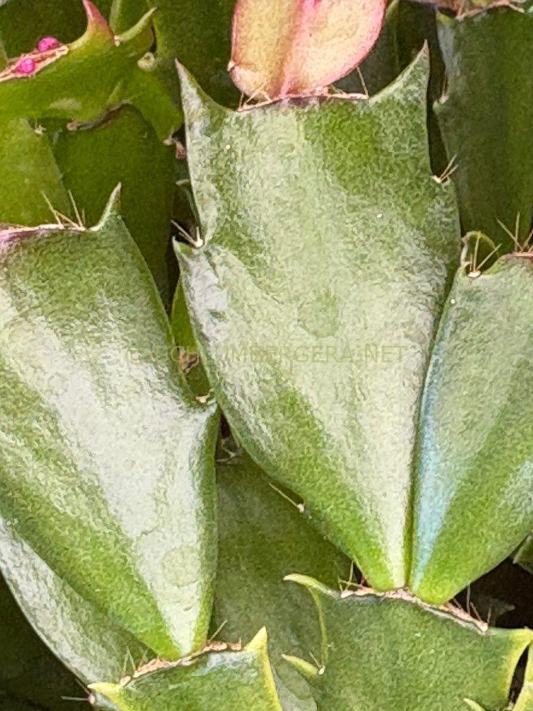 Schlumbergera 'Il Padre'