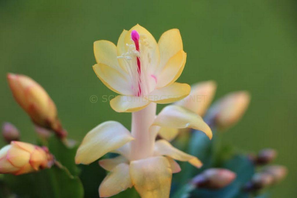 Schlumbergera 'Italian Macho'