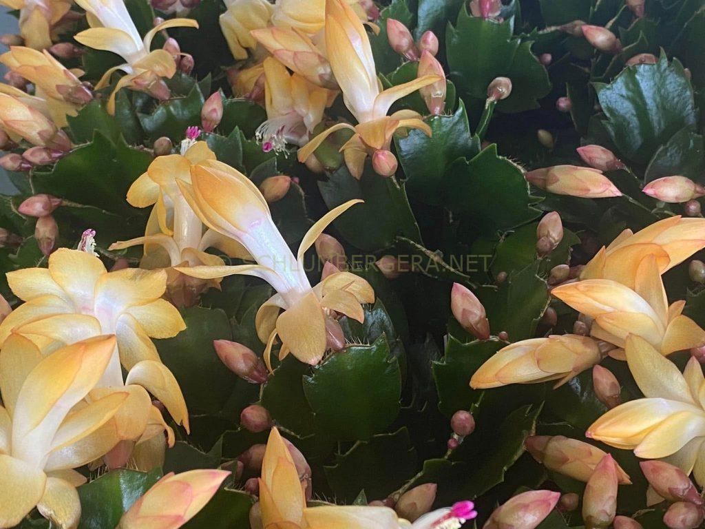 Schlumbergera 'Italian Macho'