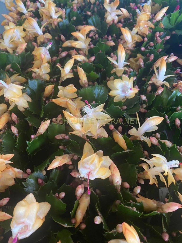 Schlumbergera 'Italian Macho'