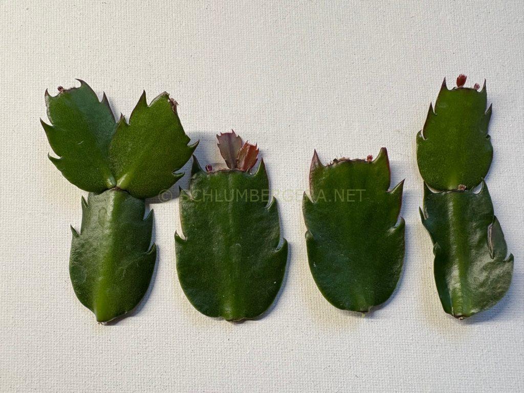 Schlumbergera 'Italian Macho'