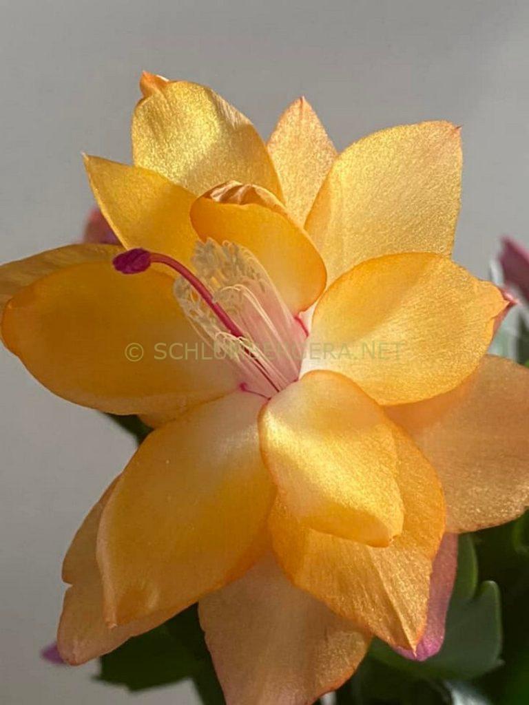 Schlumbergera 'La Sorella'
