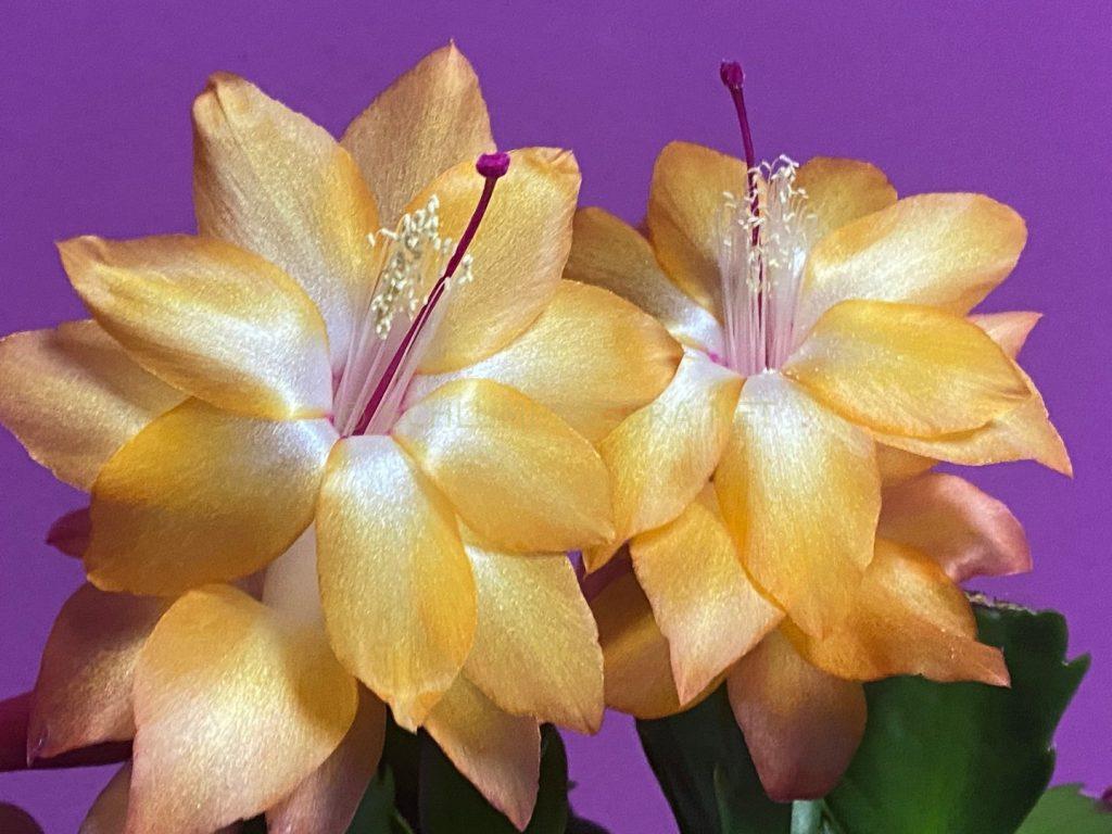 Schlumbergera 'La Sorella'