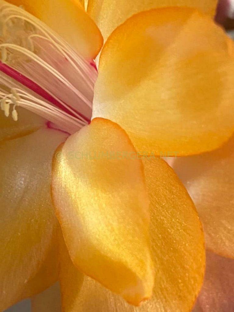 Schlumbergera 'La Sorella'