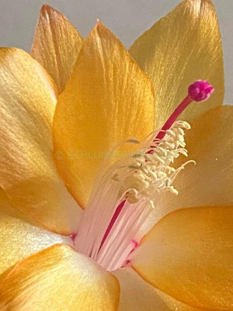 Schlumbergera 'La Sorella'