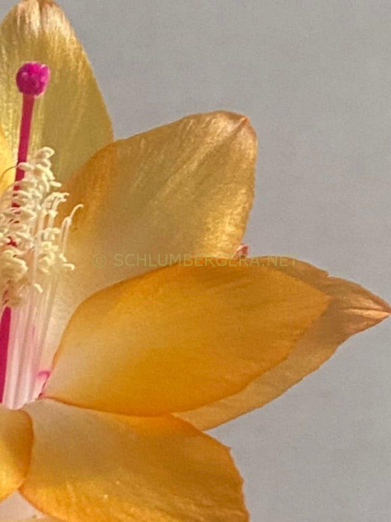 Schlumbergera 'La Sorella'