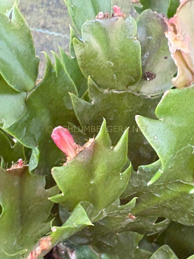 Schlumbergera 'La Sorella'