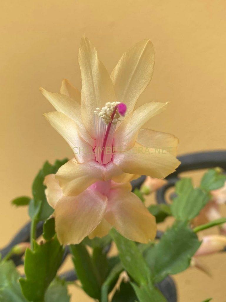 Schlumbergera 'Monique'