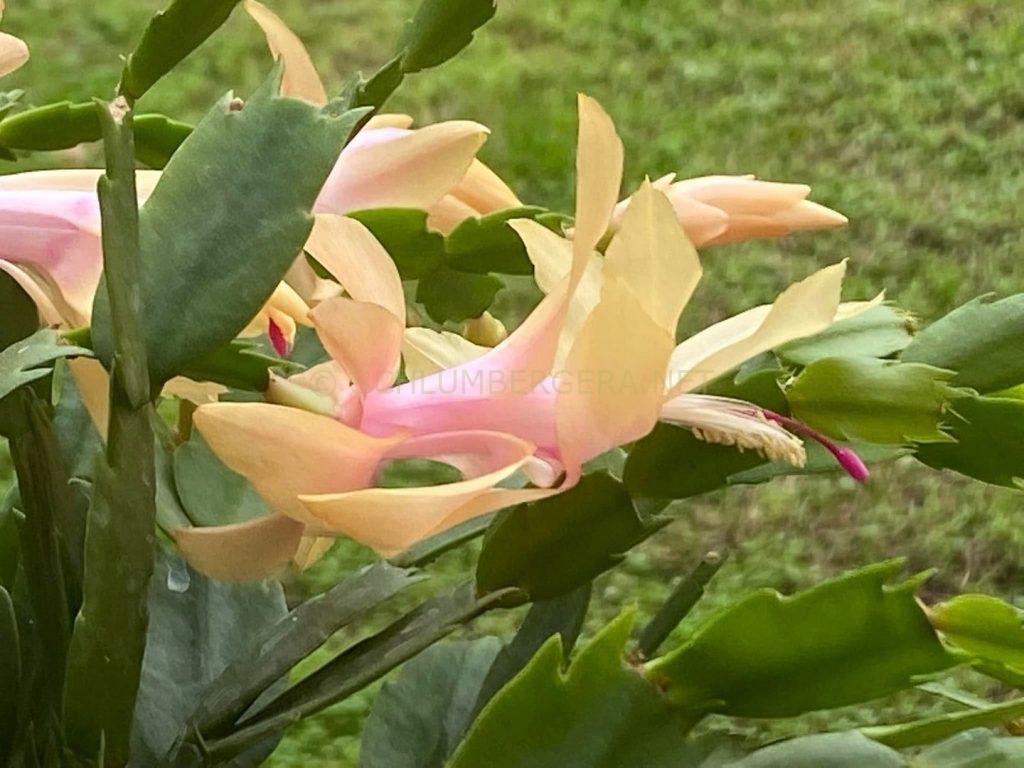 Schlumbergera 'Monique'