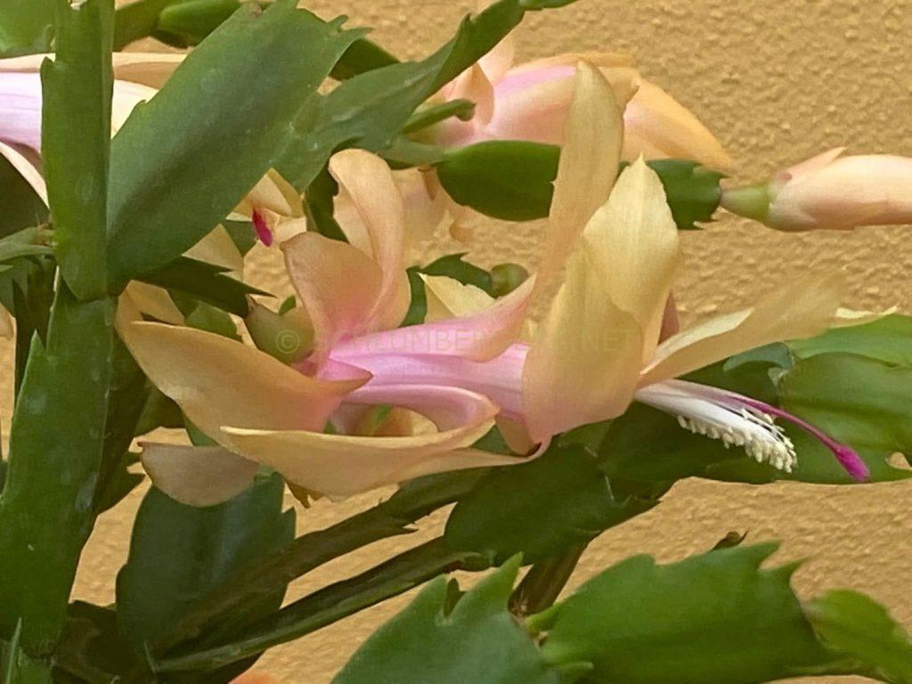 Schlumbergera 'Monique'