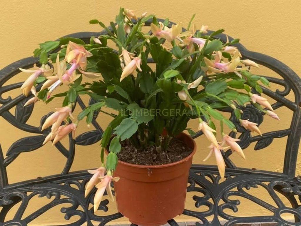 Schlumbergera 'Monique'