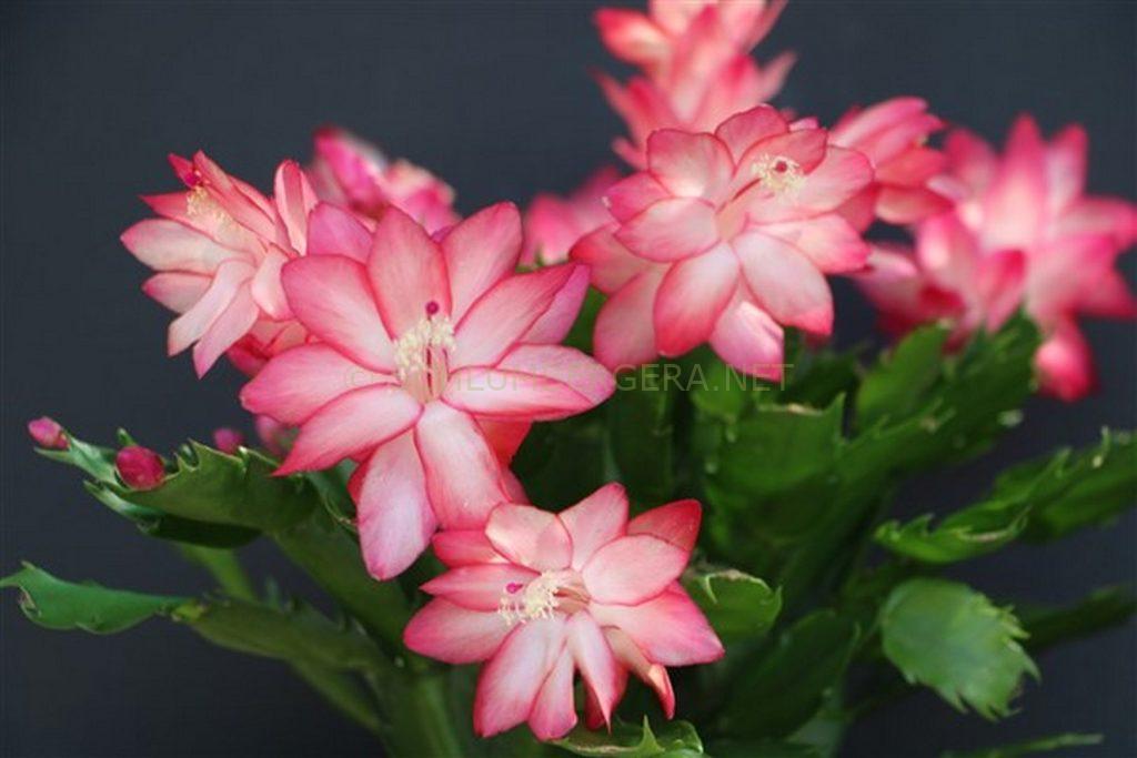 Schlumbergera 'O Sole Mio'