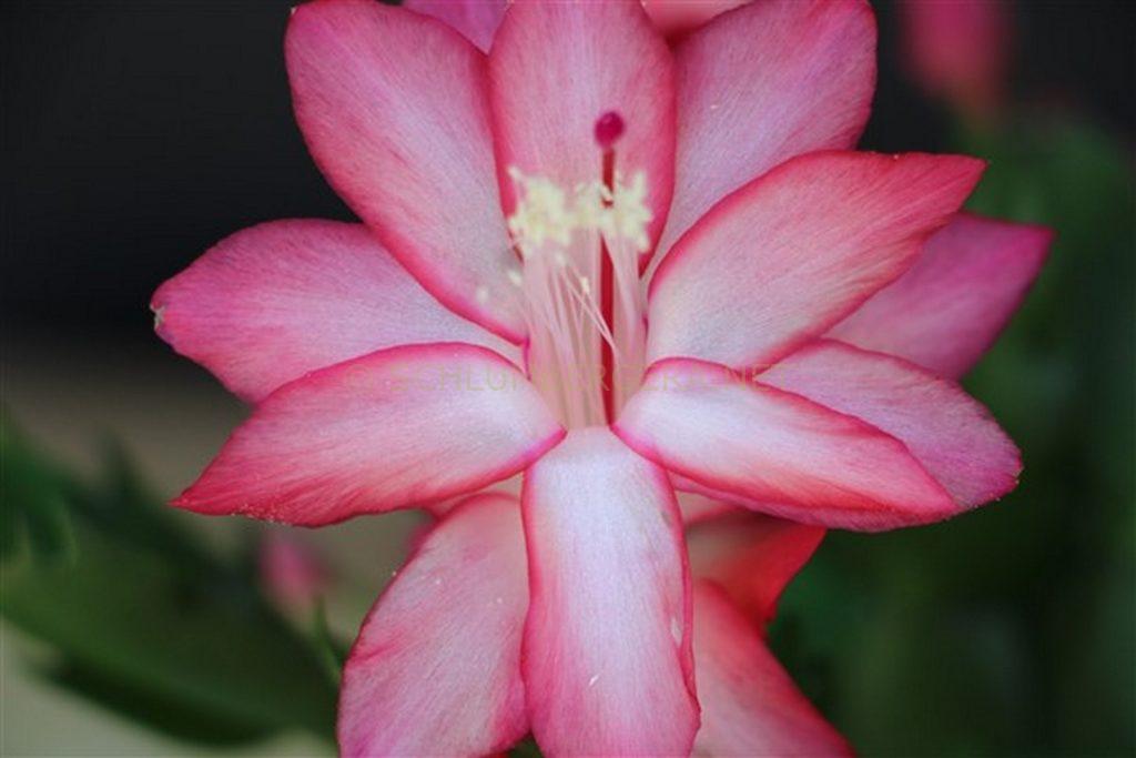 Schlumbergera 'O Sole Mio'