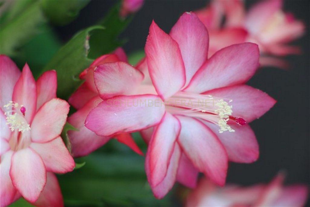 Schlumbergera 'O Sole Mio'