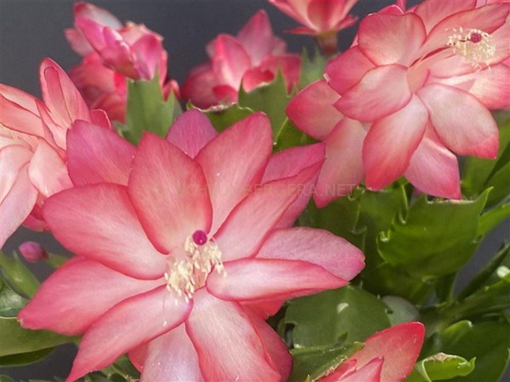 Schlumbergera 'O Sole Mio'