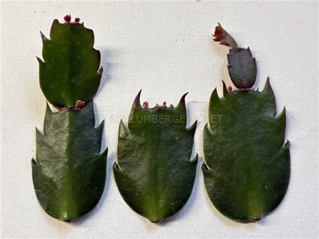 Schlumbergera 'O Sole Mio'
