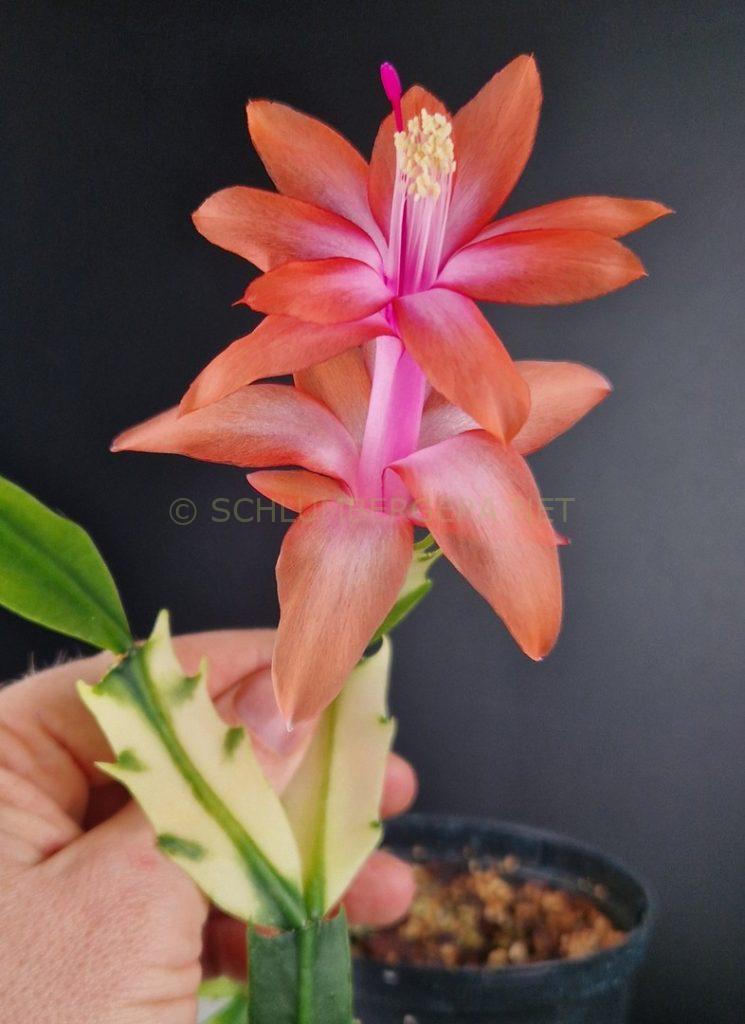 Schlumbergera 'Tangerine Variegated'
