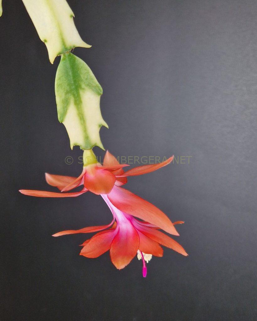Schlumbergera 'Tangerine Variegated'