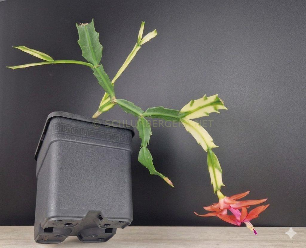 Schlumbergera 'Tangerine Variegated'