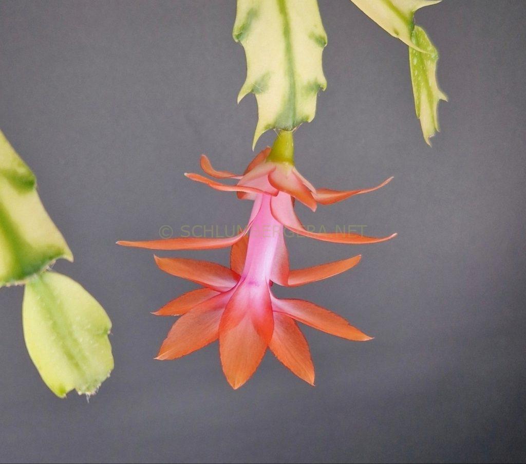 Schlumbergera 'Tangerine Variegated'