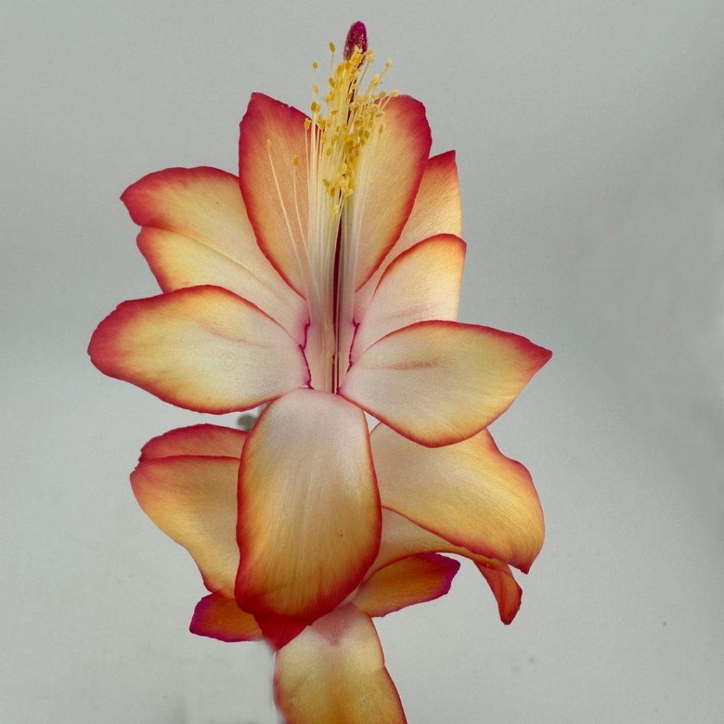 Schlumbergera 'Winter Dawn'