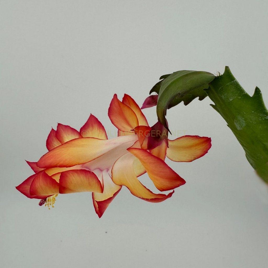 Schlumbergera 'Winter Dawn'