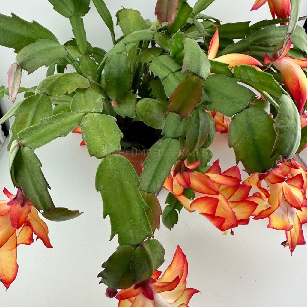Schlumbergera 'Winter Dawn'