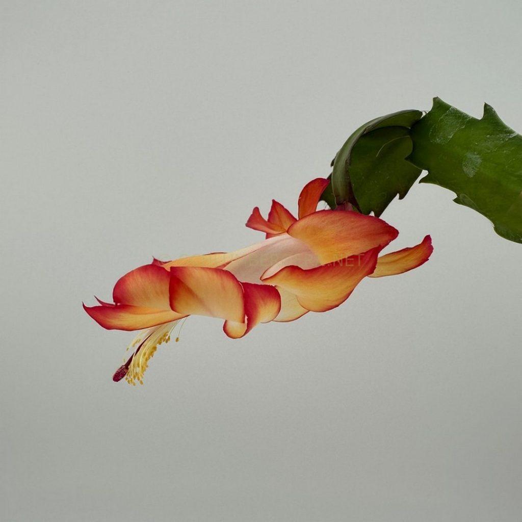 Schlumbergera 'Winter Dawn'