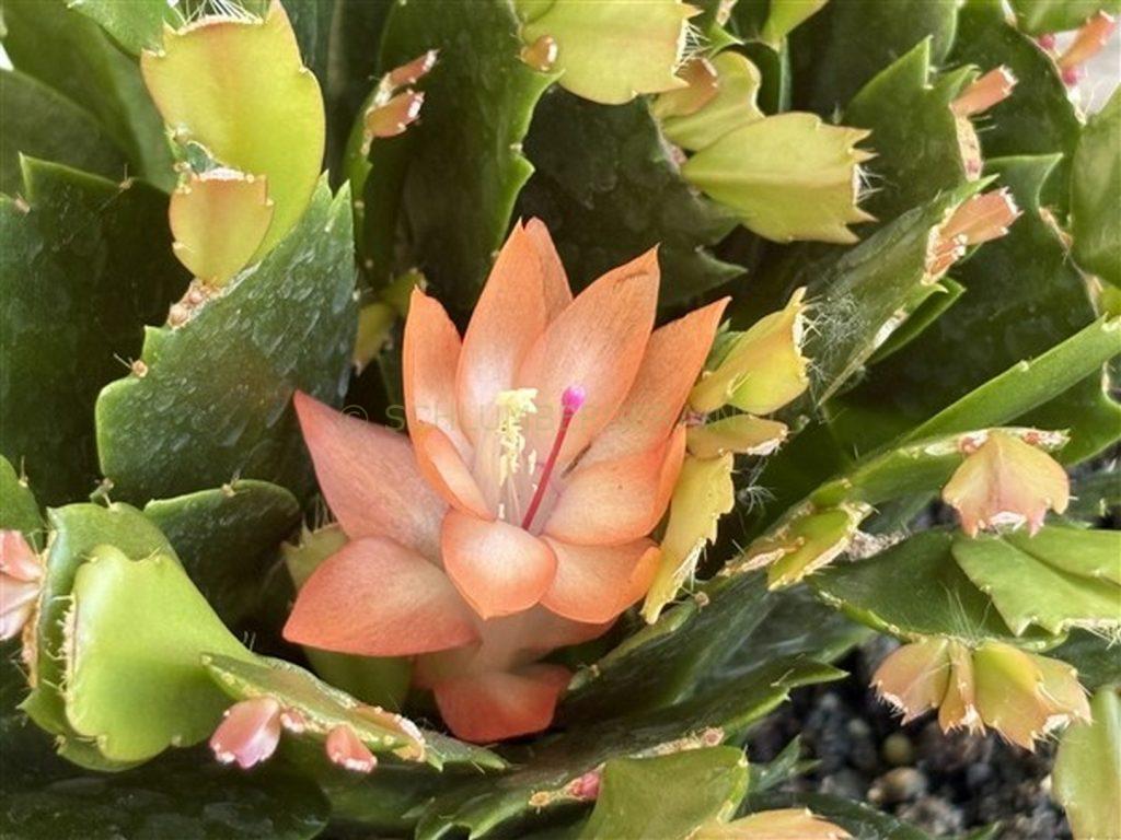 Schlumbergera 'Yes I Can'