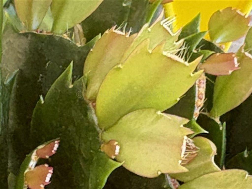 Schlumbergera 'Yes I Can'