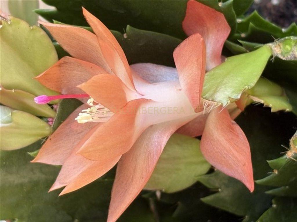 Schlumbergera 'Yes I Can'