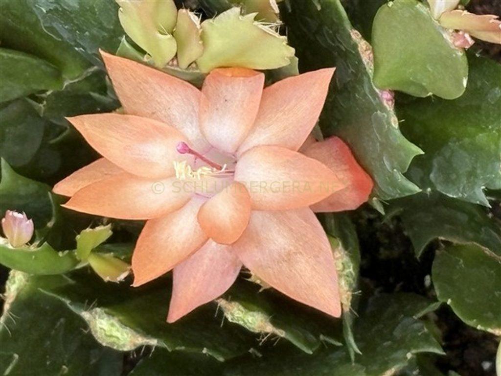 Schlumbergera 'Yes I Can'