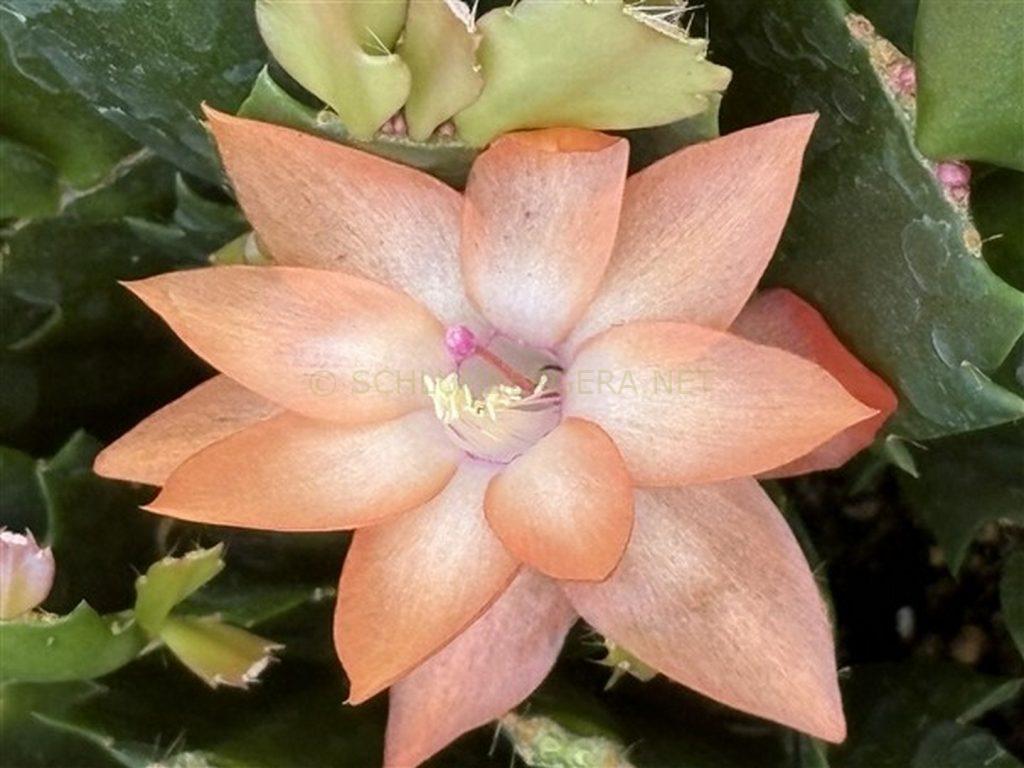 Schlumbergera 'Yes I Can'