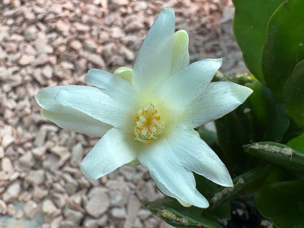 Rhipsalidopsis 'Dream Traveller'