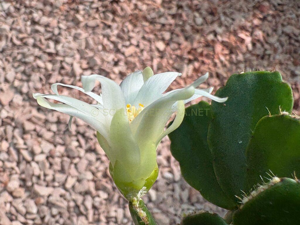 Rhipsalidopsis 'Dream Traveller'