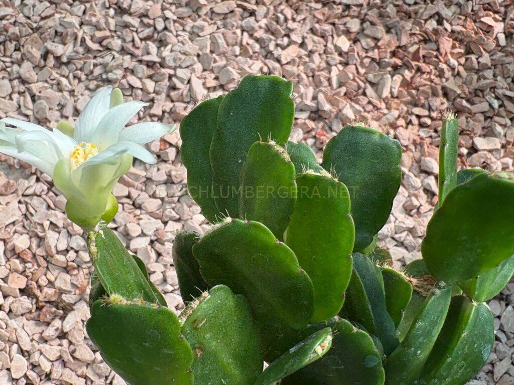 Rhipsalidopsis 'Dream Traveller'